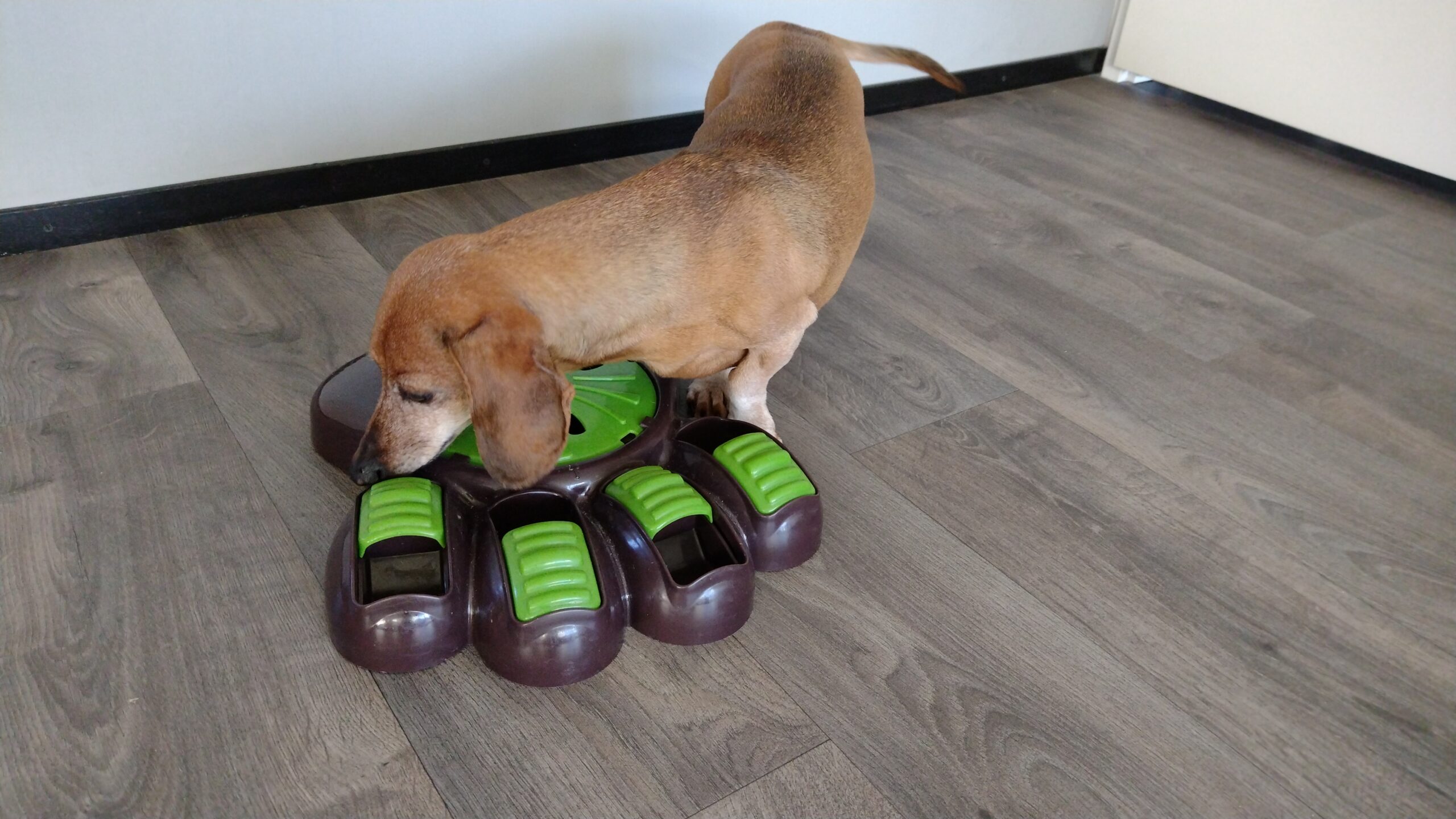 Waarom is hersenwerk voor een hond zo belangrijk?