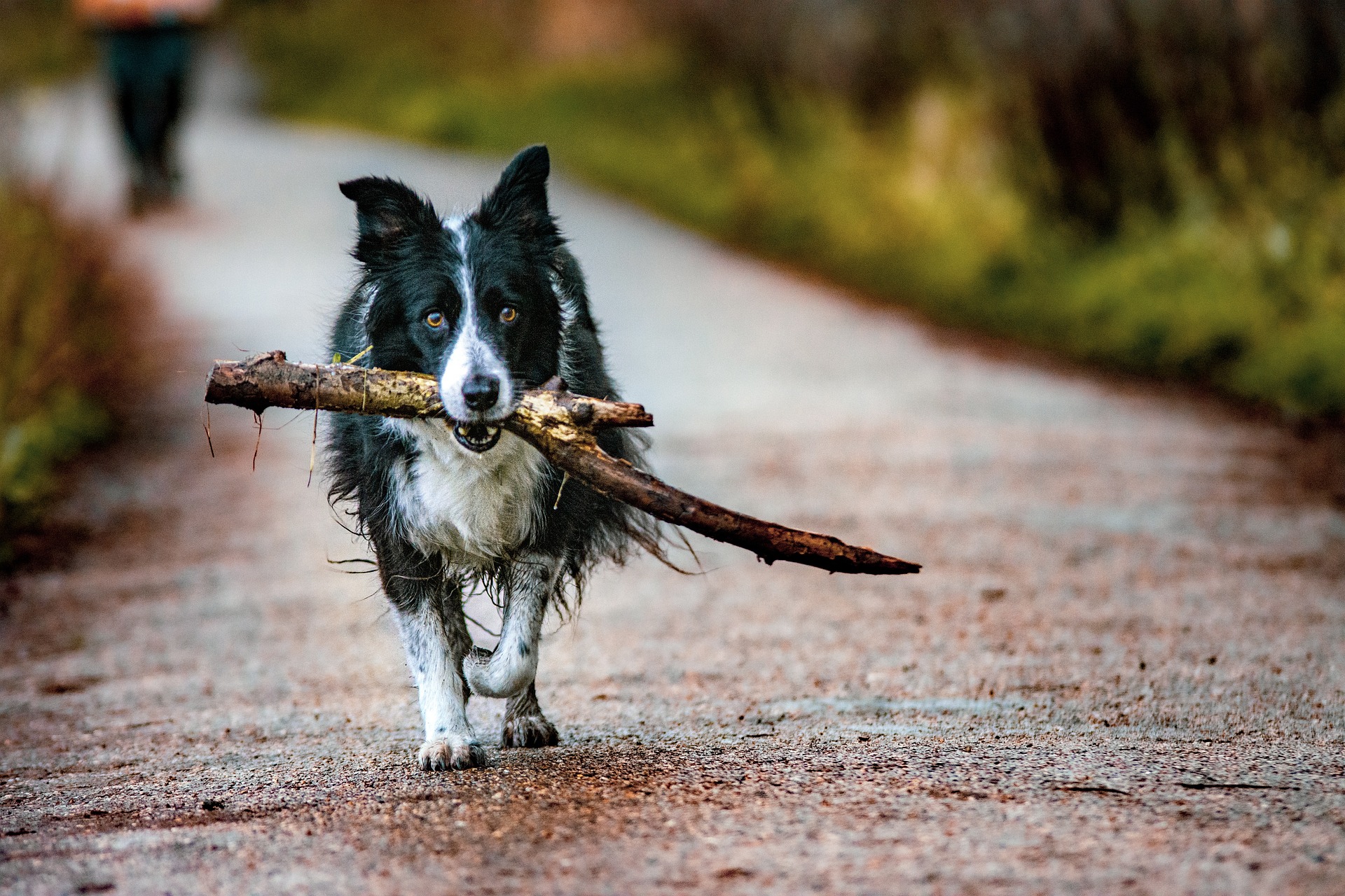 de risico's van het gooien van een stok