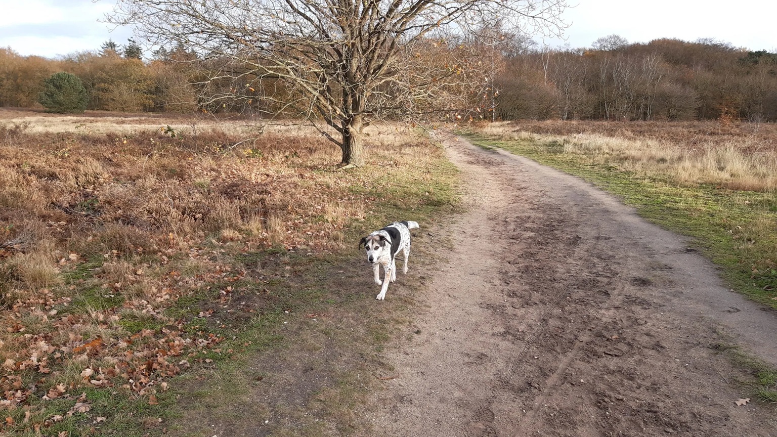 losloopgebieden-gelderland-1