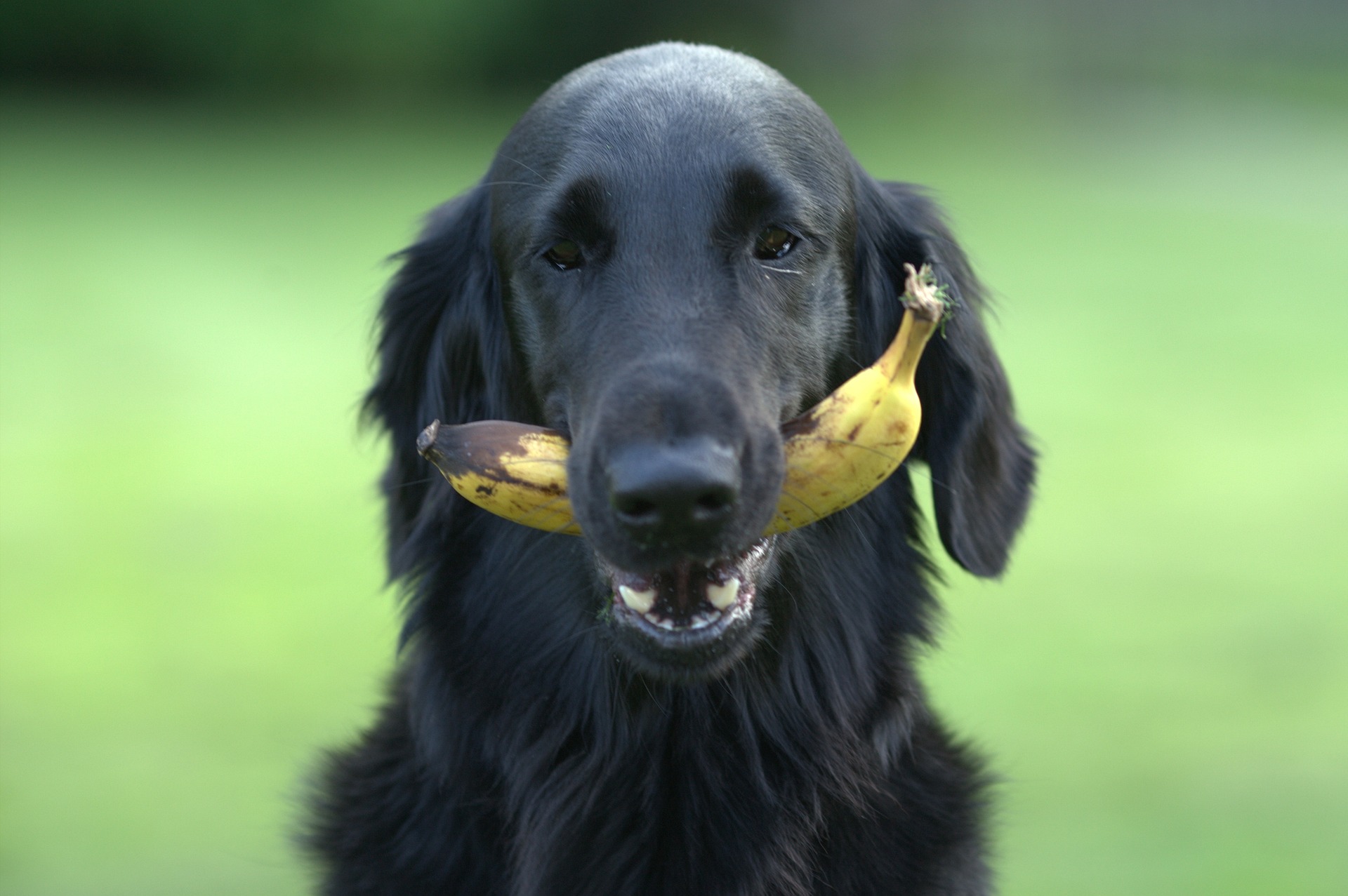 Welke soorten fruit zijn gezond voor honden?