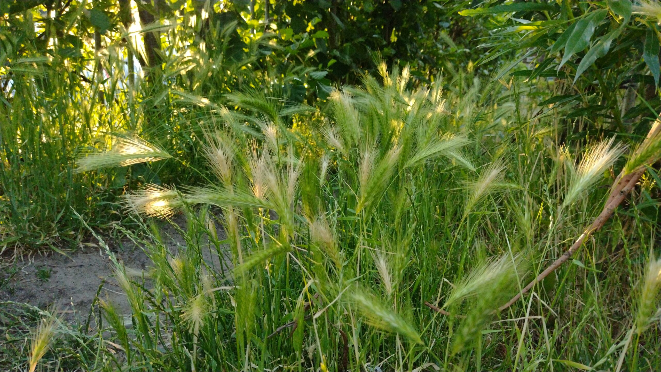 Waarom een grasaar een gevaar kan zijn voor je hond