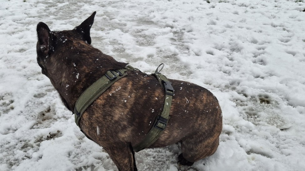 annyx y tuig pasvorm oksel loki Loki laat hier goed zien hoe mooi de pasvorm van het AnnyX tuig is. Er is ruim voldoende afstand tussen de voorpoten en de borstband, waardoor het tuig niet in de oksels schuurt.