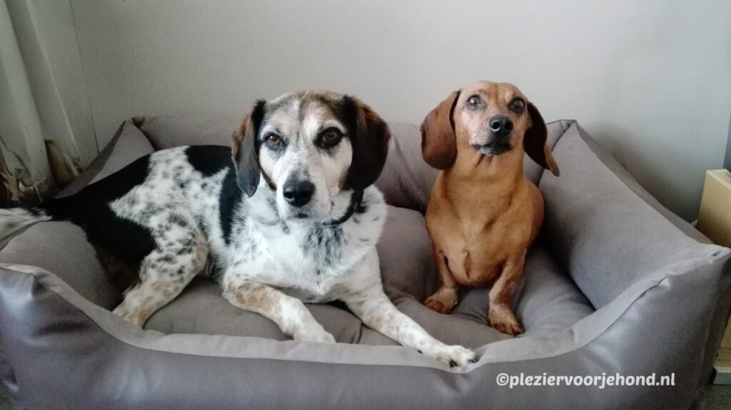 beste hondenmand beeztees ervaring Zosia en Rim in hun Beeztees hondenmand - ervaring met de beste hondenmanden van pleziervoorjehond.nl
