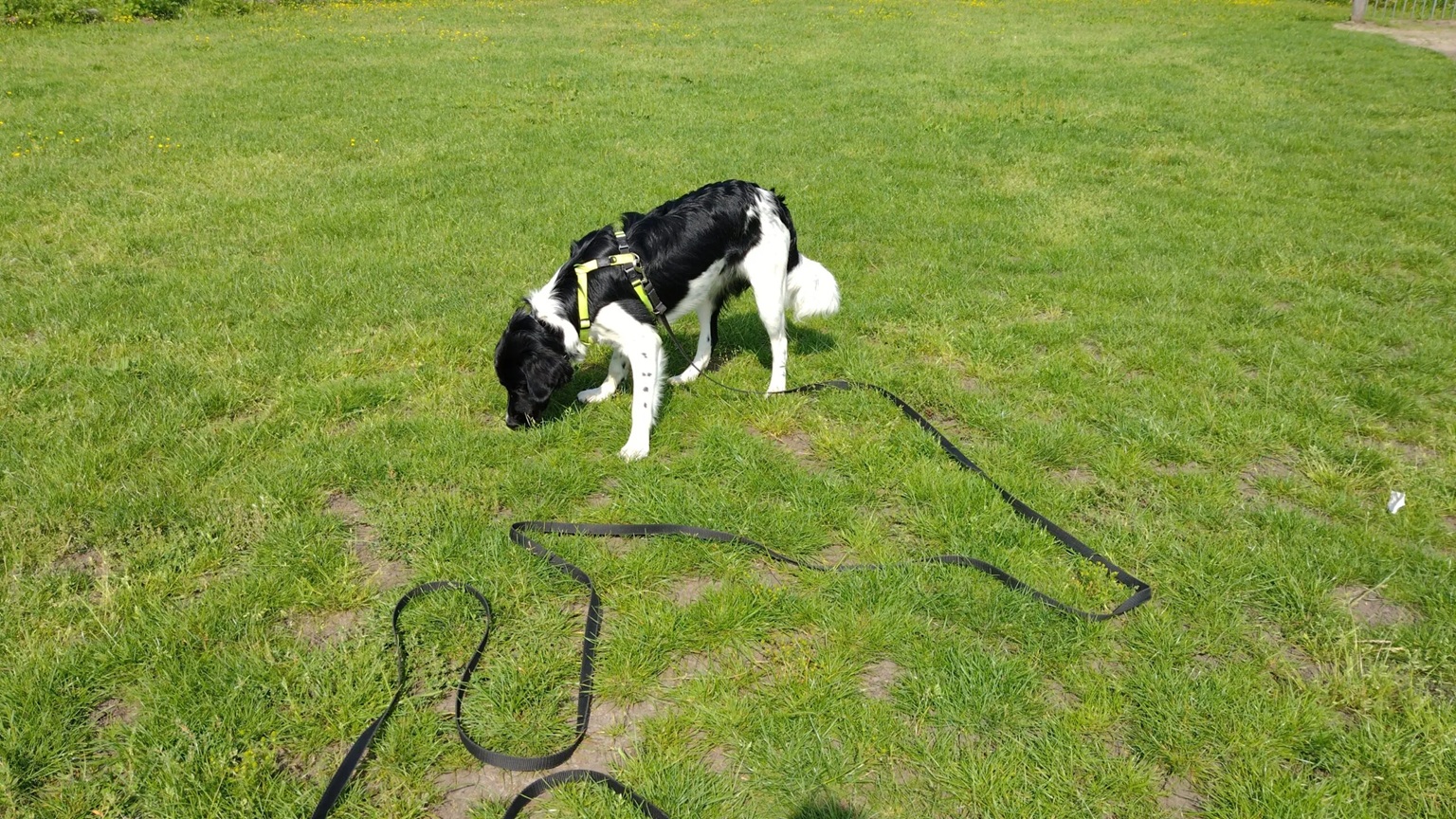 de-beste-hondenriemen-5-meter