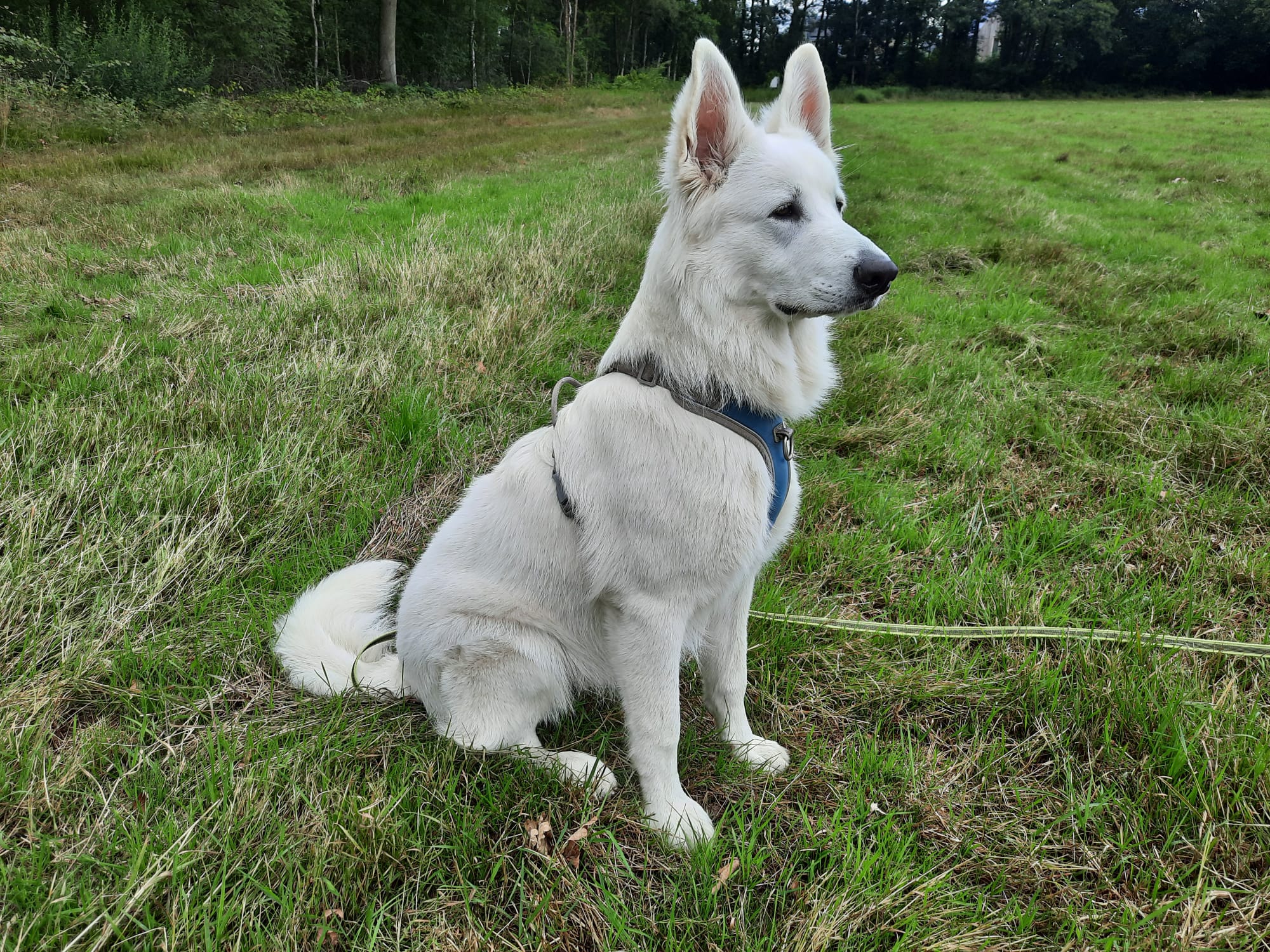 de beste y-tuigen voor je hond