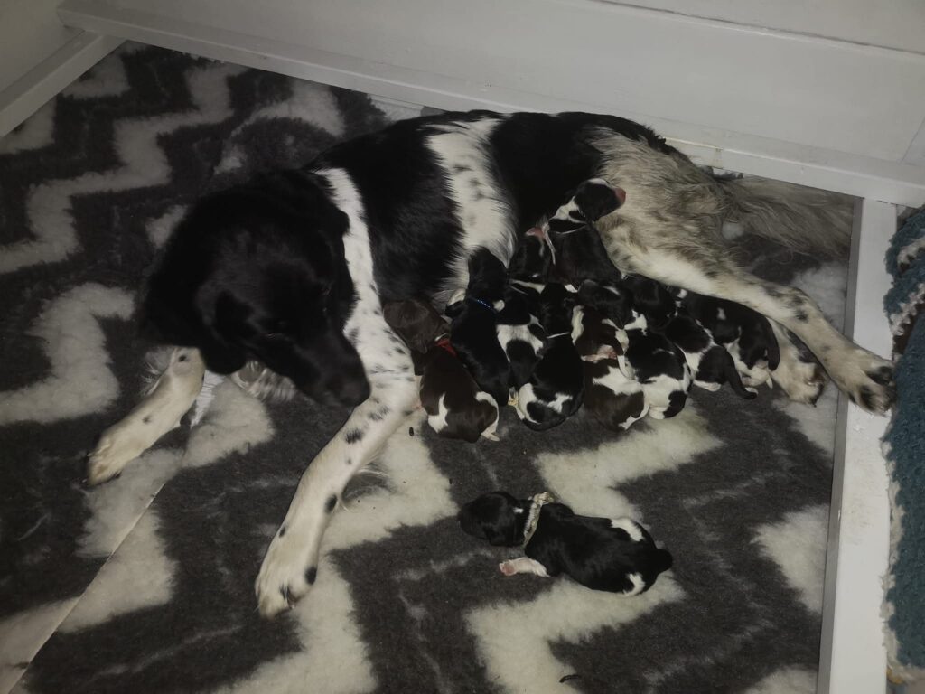 Friese stabij Saar met haar 11 pups in een werpkist op een hygiënisch vetbed.