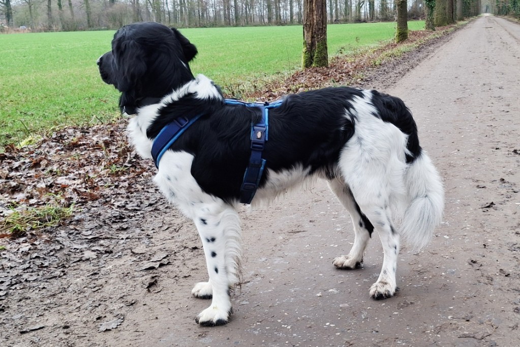Zijaanzicht van Friese Stabij Jelle in een blauw Y-tuig, waarbij de ruime afstand tot de oksels duidelijk zichtbaar is voor optimale bewegingsvrijheid.
