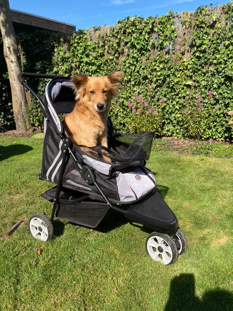 de beste hondenbuggy's