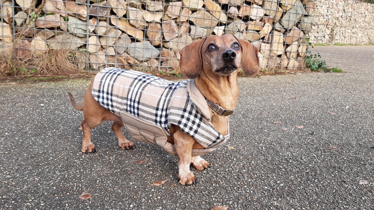 de beste hondenjassen 1 de-beste-hondenjassen-1