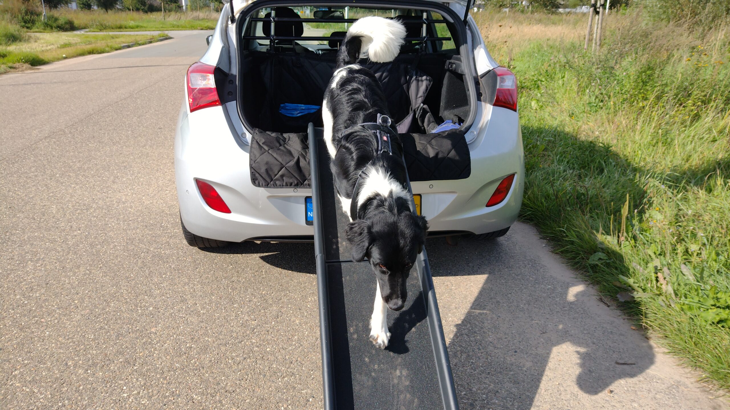 de beste hondenloopplanken