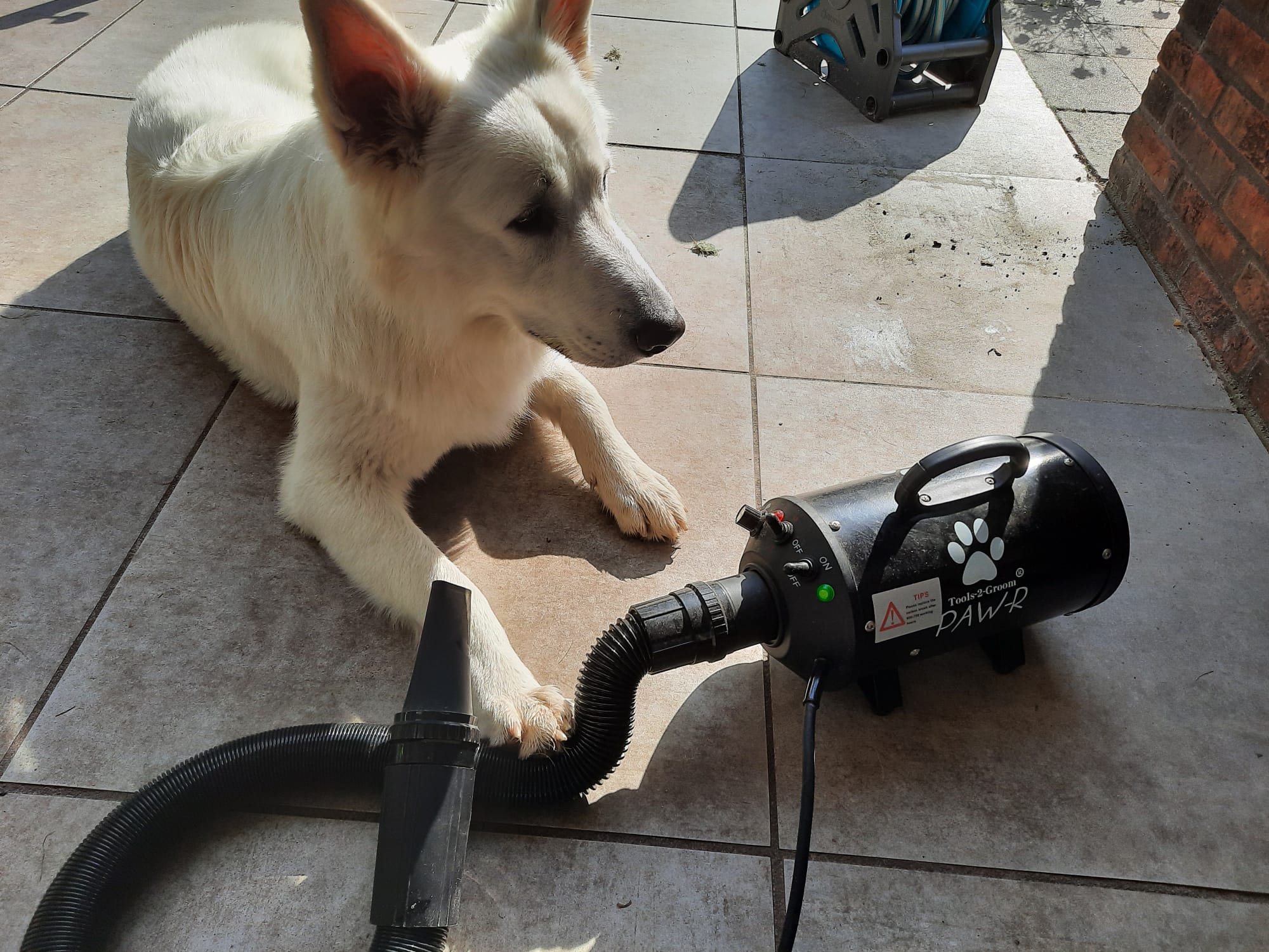 de beste waterblazers voor jouw hond
