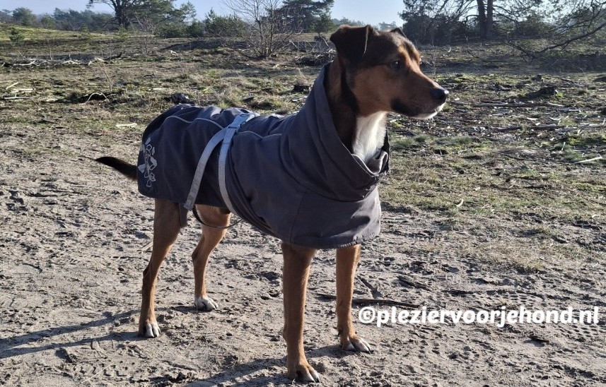 hurtta extreme warmer hondenjas ervaring Podenco-kruising Cosimo draagt de grijze Hurtta Extreme Warmer hondenjas tijdens een wandeling in de natuur.