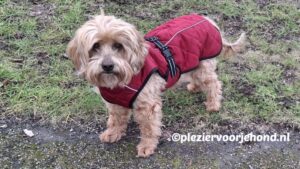 trixie minot hondenjas ervaring ruby Australian doodle Ruby draagt de Trixie Minot hondenjas tijdens een wandeling.