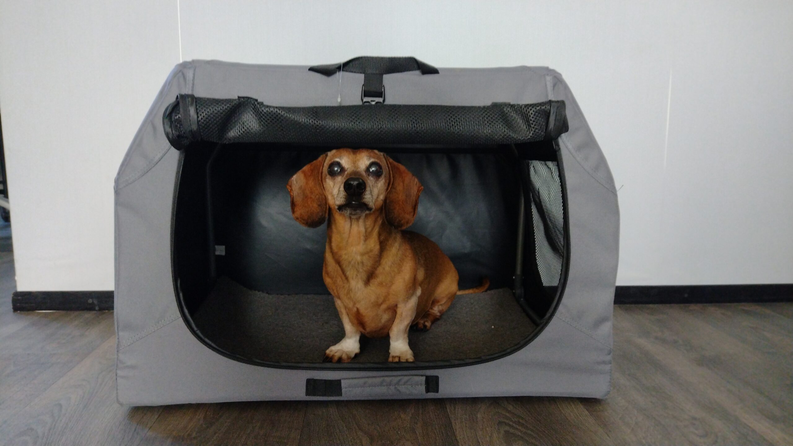 de beste reisbench transportbox of soft kennel voor jouw hond