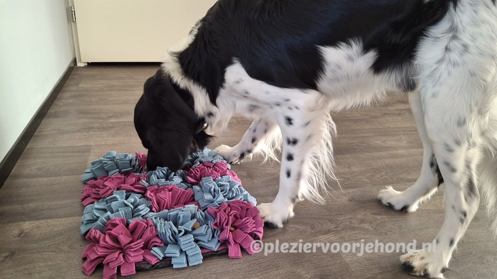 Friese Stabij Jelle bij een budgetvriendelijke fleecemat voor honden.