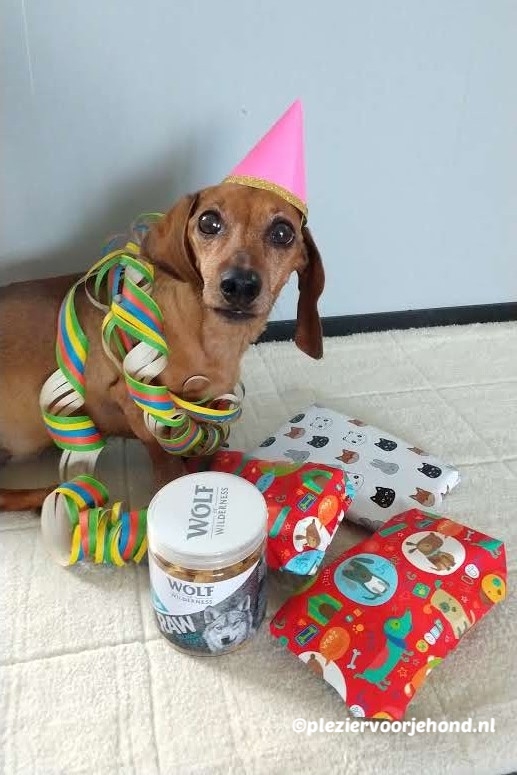 Teckel Zosia viert haar verjaardag met cadeautjes en feesthoedje
