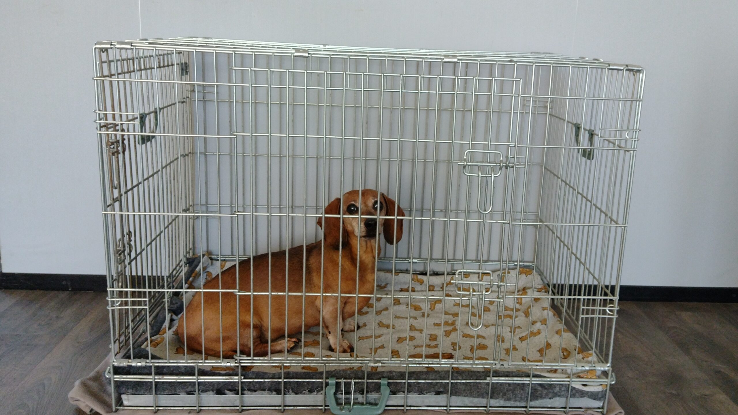 beste bench voor je hond