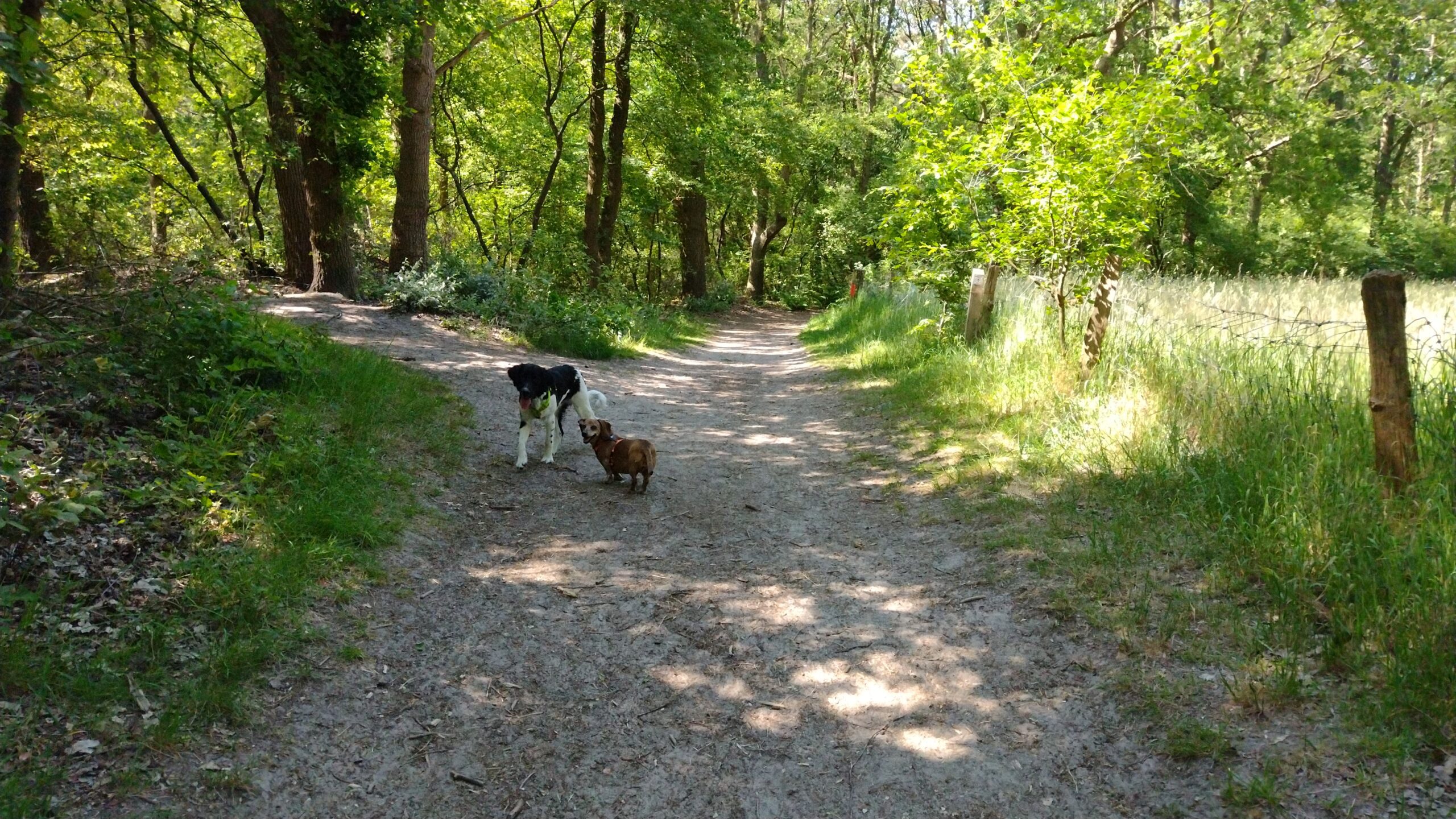 de mooiste losloopgebieden van Drenthe