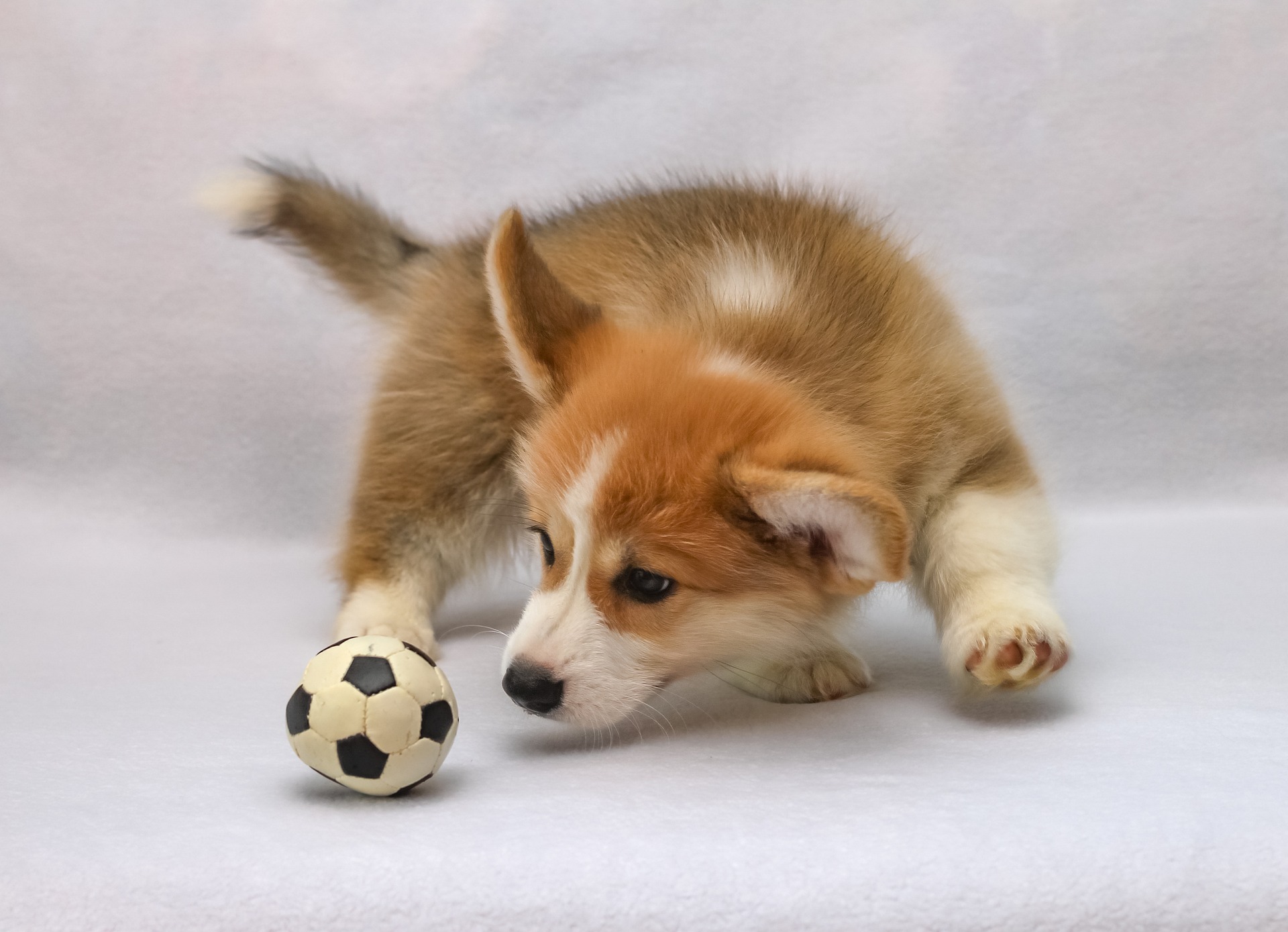het leukste en beste puppyspeelgoed