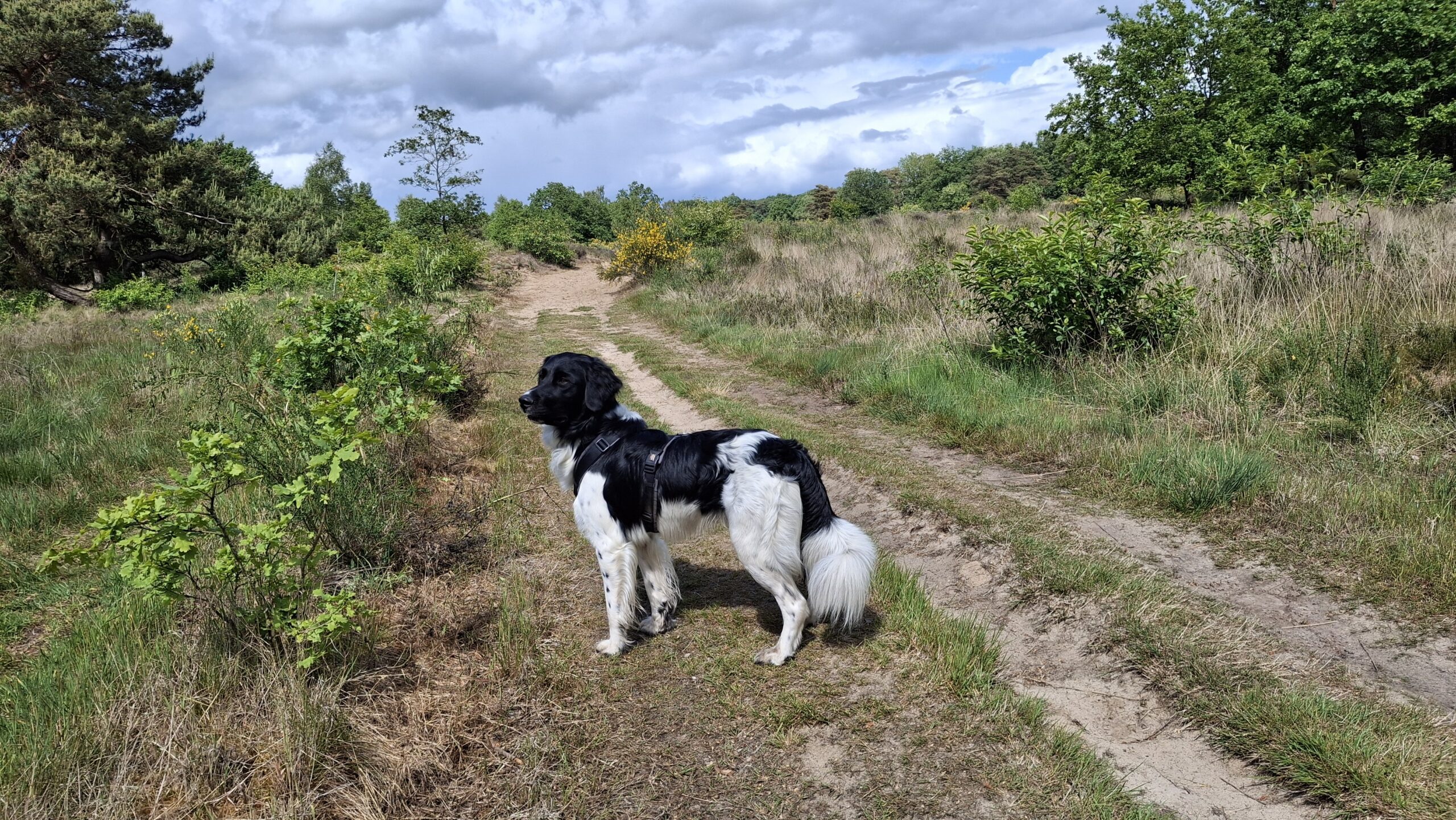 Losloopgebied Holtingerveld scaled hond los Holtingerveld