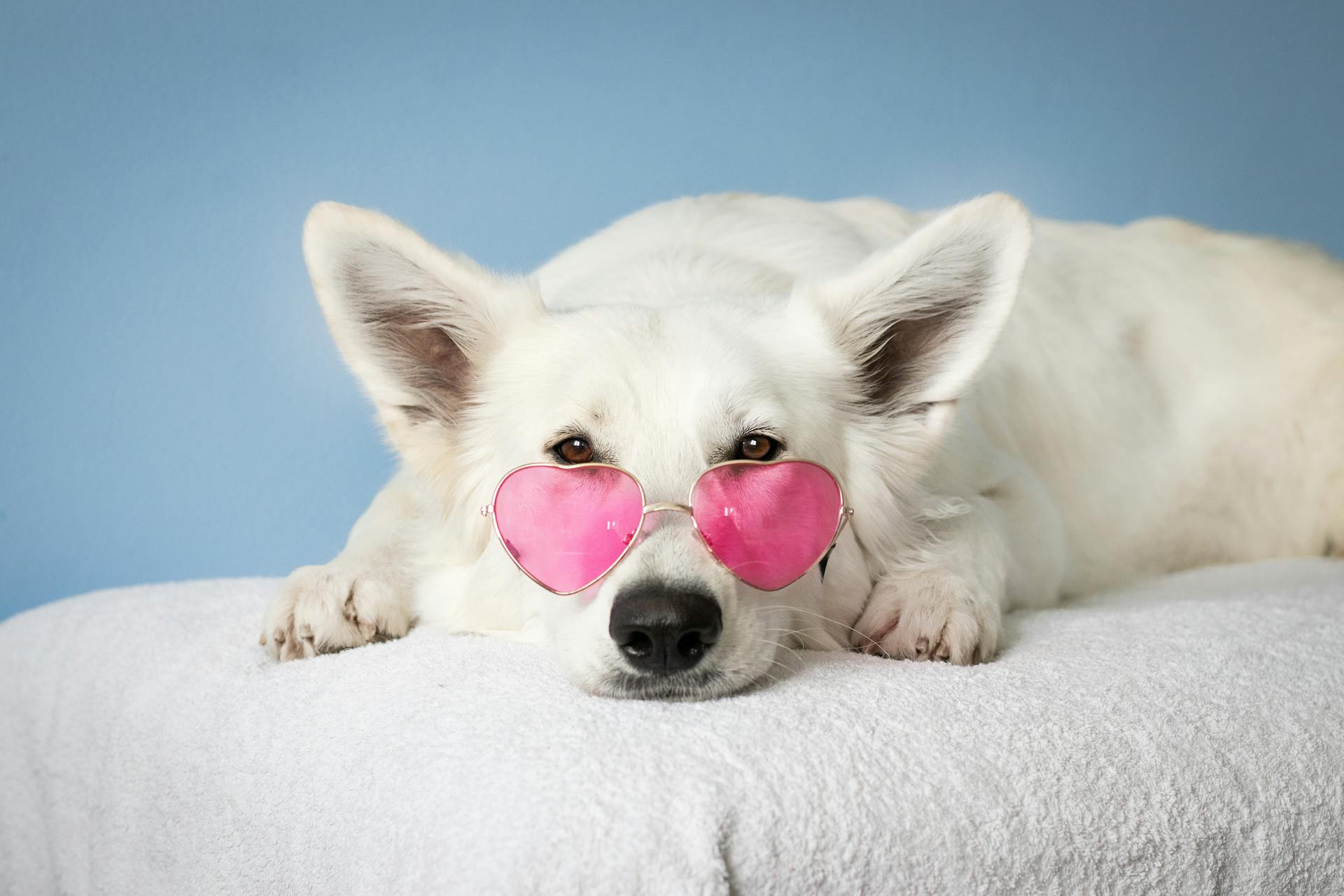 loopsheid bij je hond