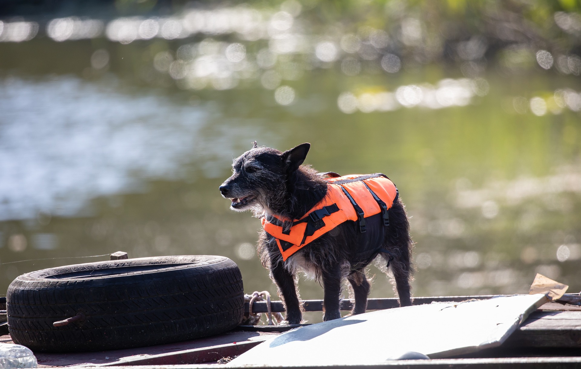 zwemvest voor honden