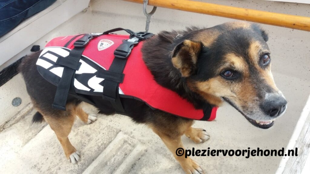 ezydog dfb hondenzwemvest rood Hond Ben op een boot met een rood EzyDog DFB hondenzwemvest dat aan de zijkant net iets te kort valt.