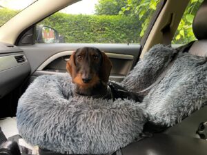 Autostoel hond By Cee Cee Beste autostoel hond