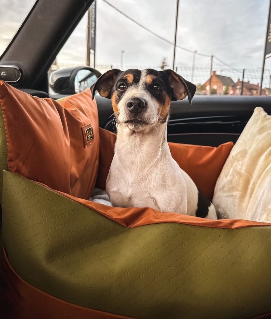 L'élianne autostoel met een klein hondje.