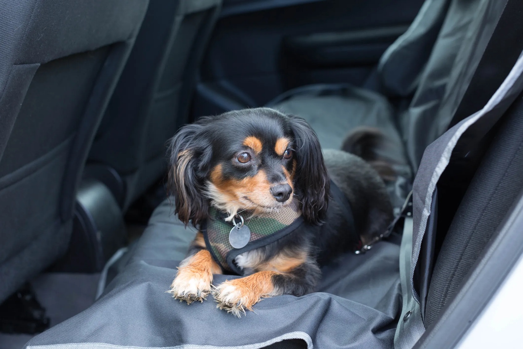 honden-deken