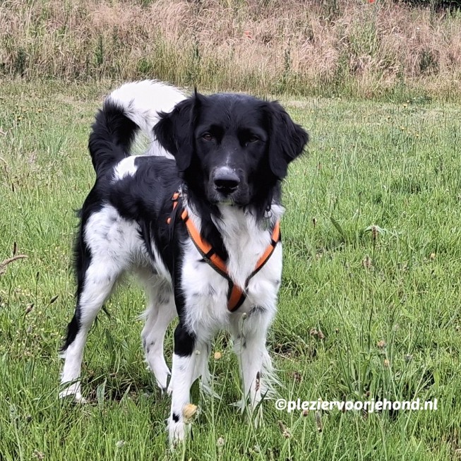 petlando magnetech y comfort tuig vooraanzicht Vooraanzicht van Friese Stabij Jelle met het oranje Petlando Y-Comfort tuig in het gras.
