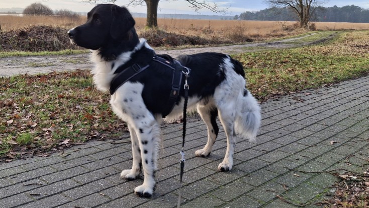 trixie schokdemper Friese Stabij Jelle met een Trixie schokdemper tussen het tuig en de hondenriem