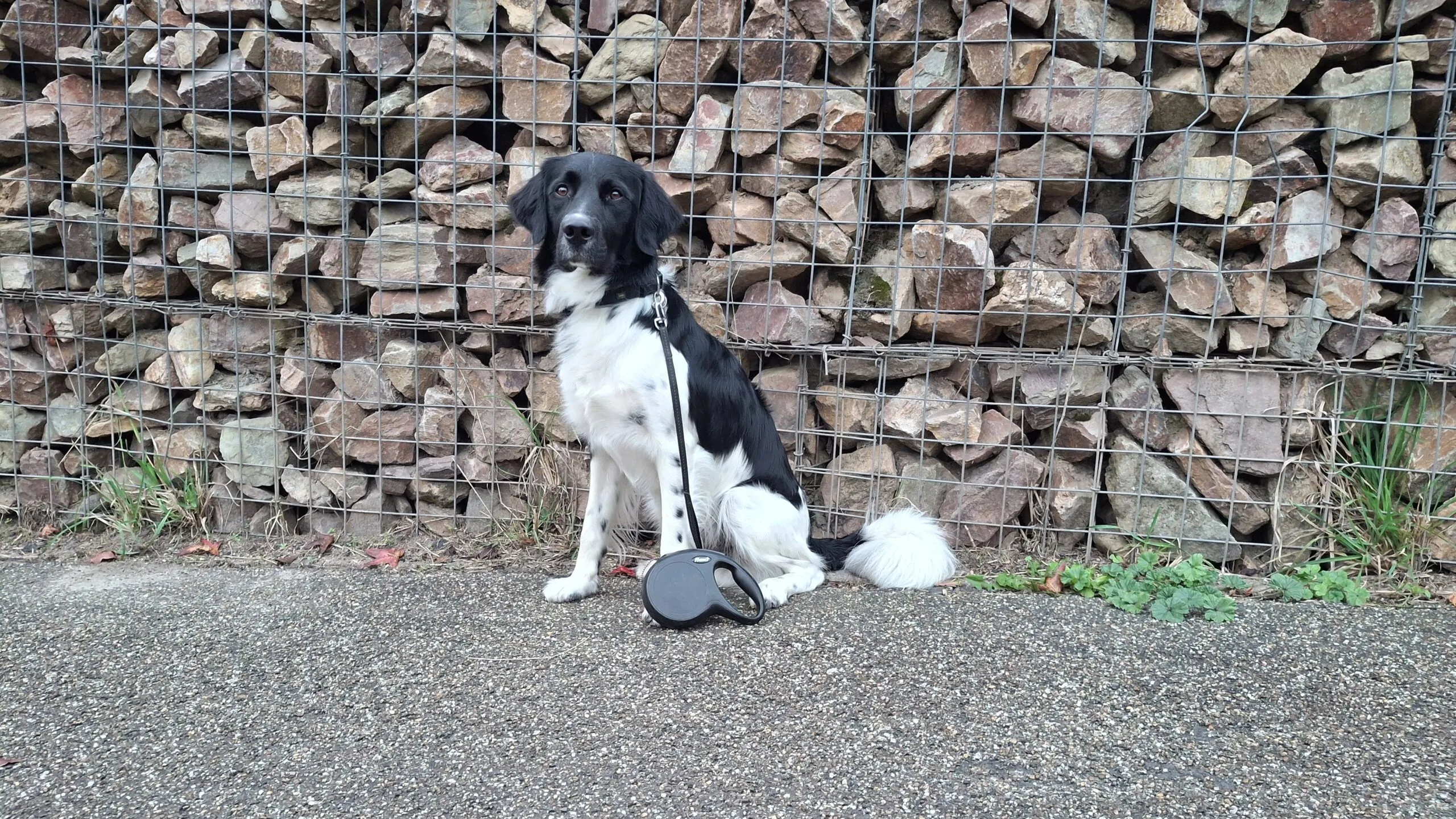 beste-rollijnen-hond