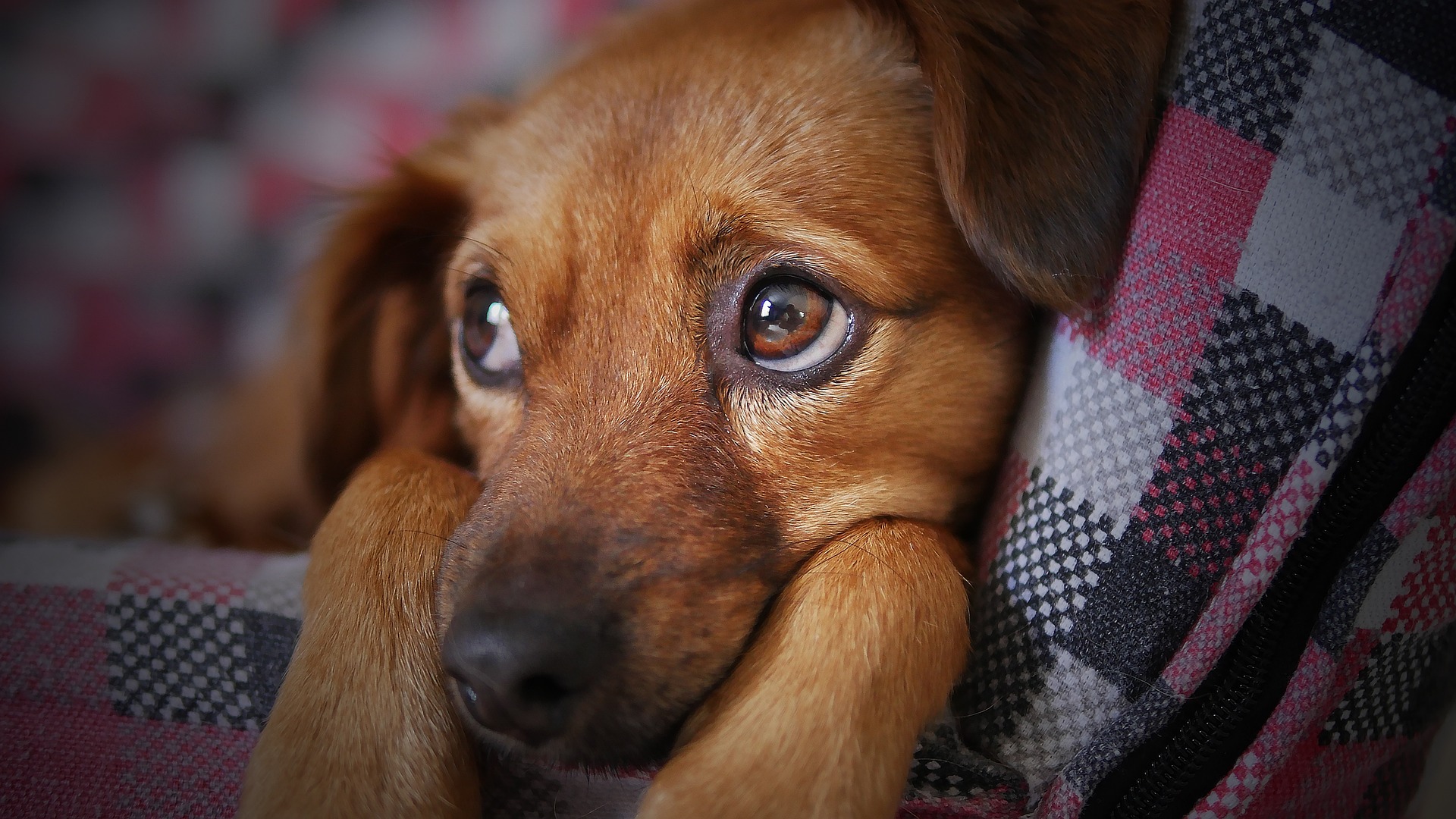 vuurwerkangst bij honden