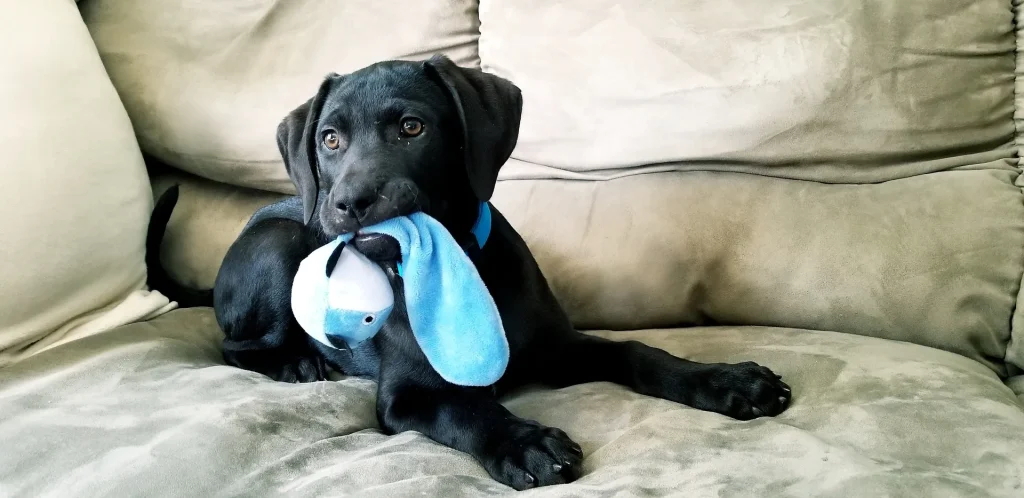 puppyspeelgoed