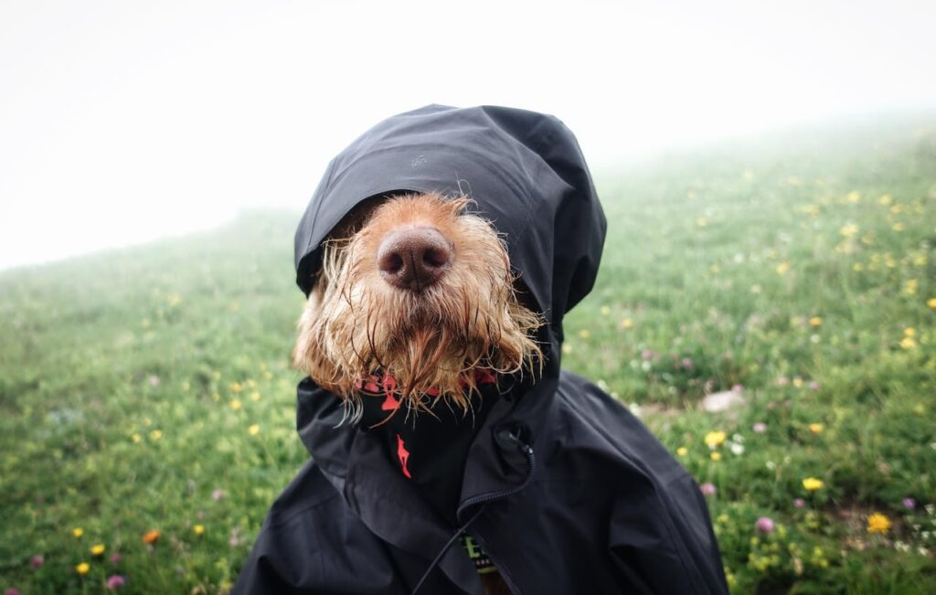 regenjas voor je hond nodig regenjas hond