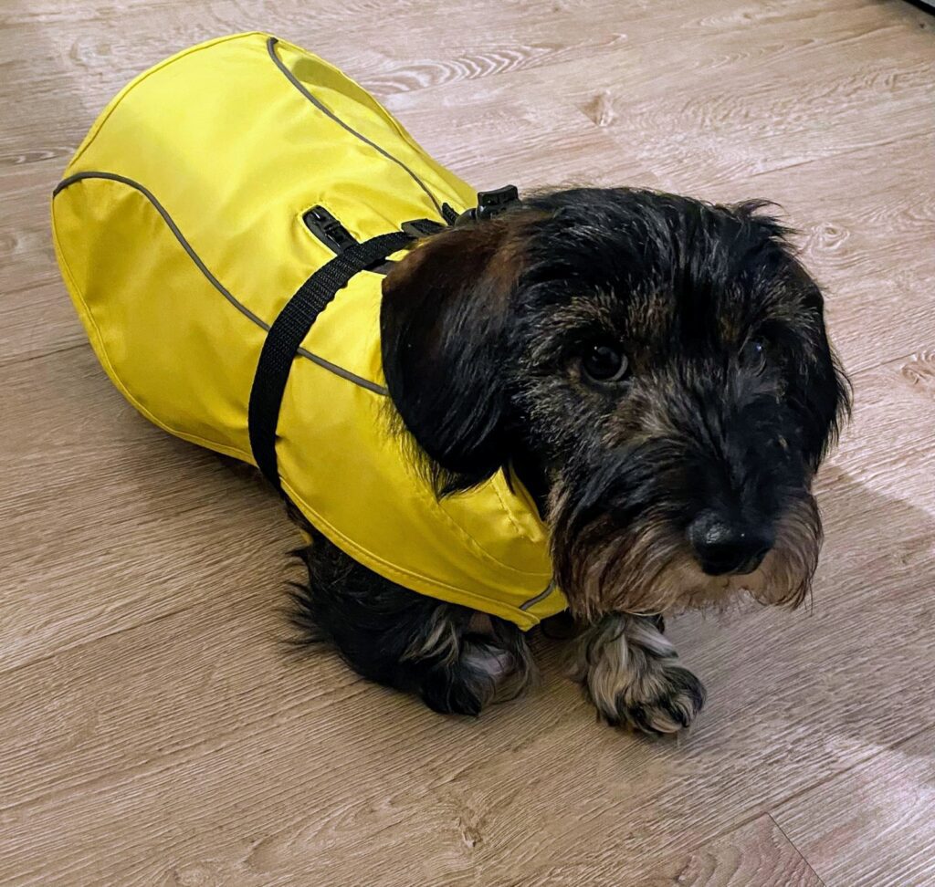 Waterdichte teckel-regenjas, perfect voor teckelworst, corgi, lange rug rassen met reflecterende streep regenjas voor honden, geweldige dekking in de herfst en winter - rood - S