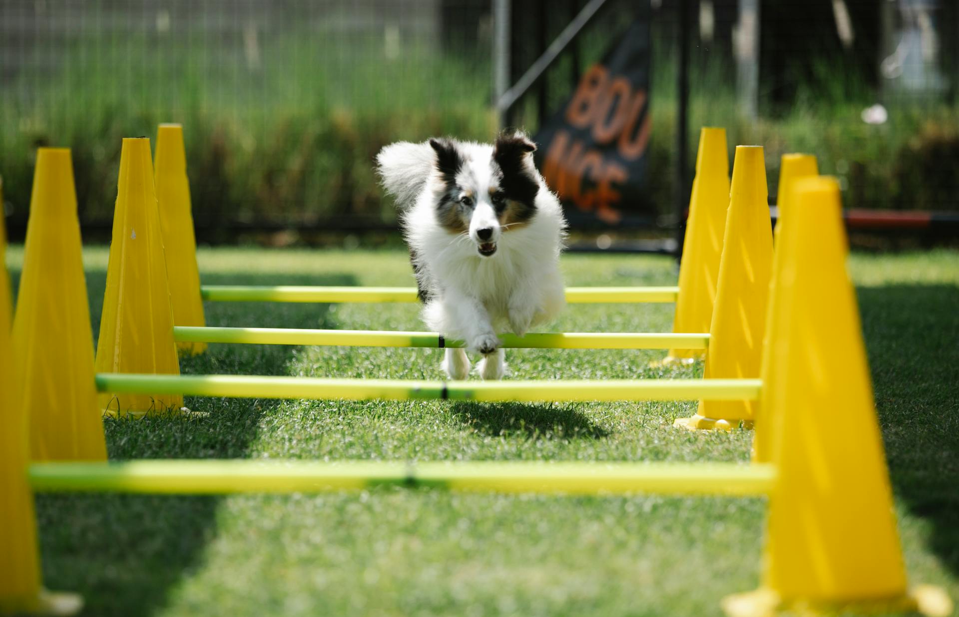 agility, behendigheid
