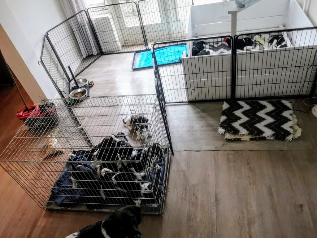 puppyren / werpkist opstelling puppyren / werpkist opstelling