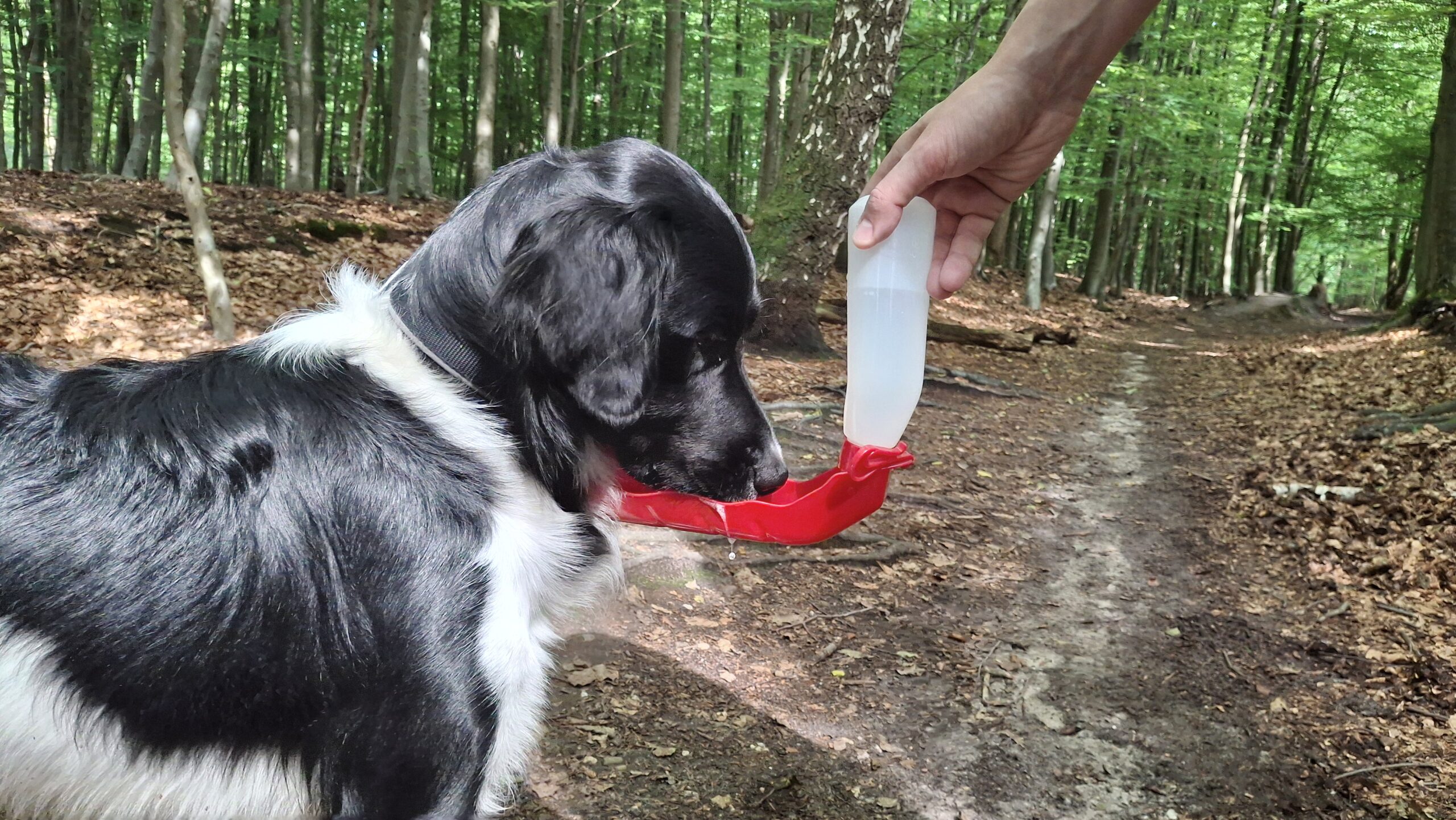 Beste drinkfles voor je hond