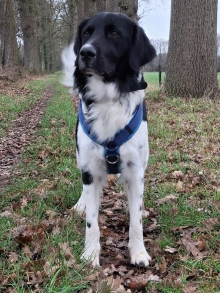 Vooraanzicht van Friese Stabij Jelle waarbij de Y-vorm van het hondentuig op het borstbeen duidelijk zichtbaar is tussen de vacht.