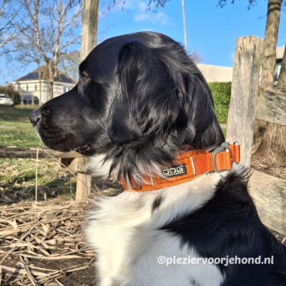 halsband dog copenhagen urban explorer friese stabij Dog Copenhagen Urban Explorer halsband kleur Orange Sun bij een Friese Stabij.