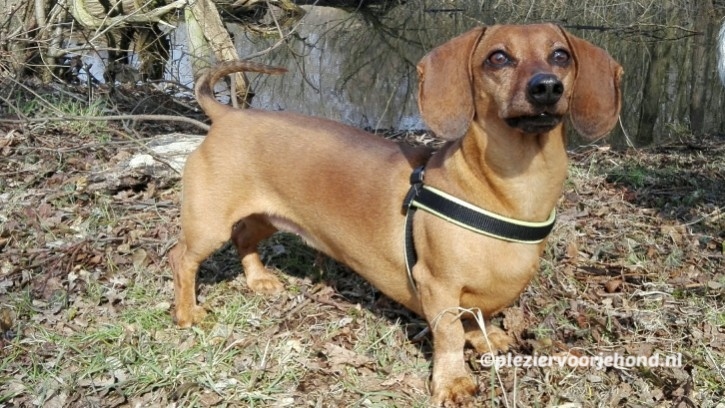 verschil y tuig en borsttuig hond Teckel Zosia draagt een borsttuig, waarbij er een horizontale band over haar schouders loopt.