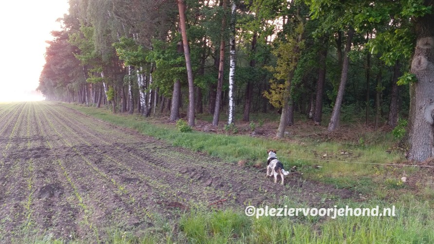 Mijn hond Rim is alert na het zien van een wolf aan de bosrand in Duitsland. Hij snuift de geur op.