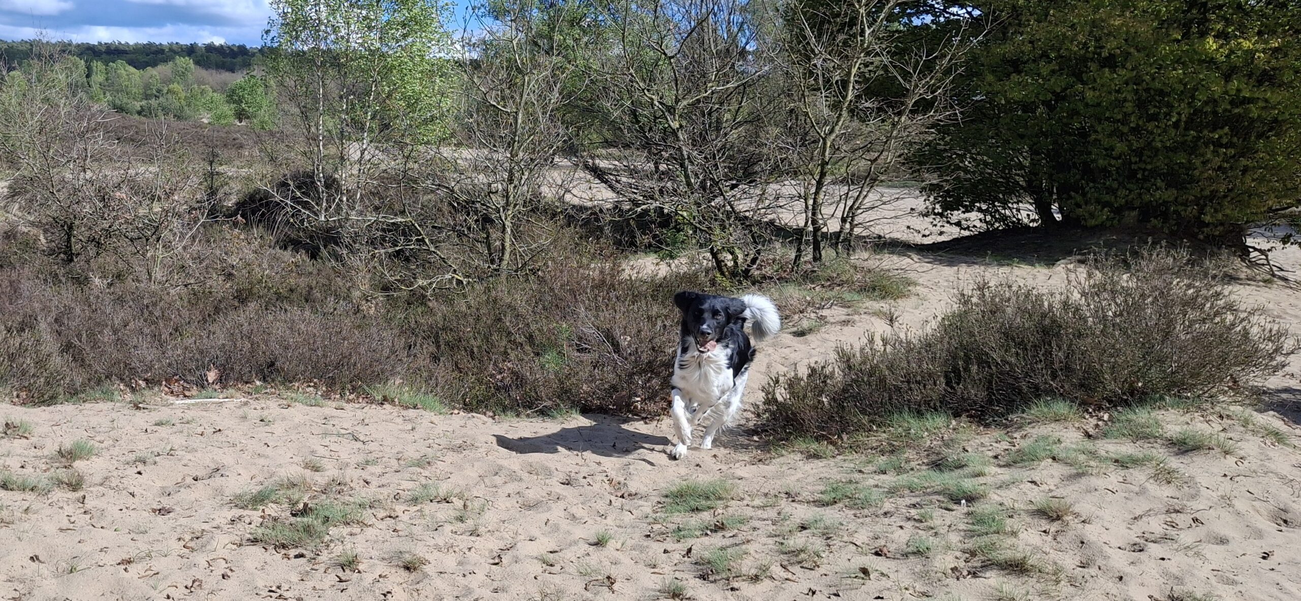 jelle los in losloopgebied veluwe 1 scaled Hond rent vrij over zandvlakte in losloopgebied Rozendaalseveld.