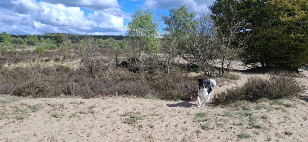 jelle los losloopgebied wolf veluwe Hond rent vrij over zandvlakte in losloopgebied Rozendaalseveld.