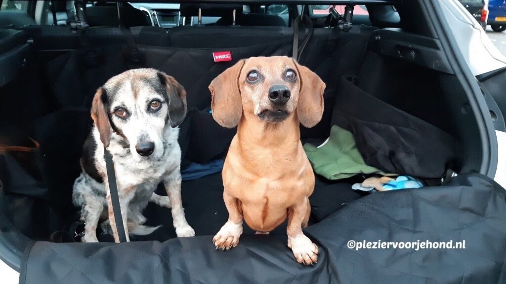 Hondjes Rim en Zosia op de hondendeken in de kofferbak
