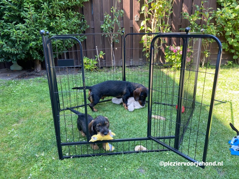 brixy puppyren tuin benny en tony De Brixy puppyren met teckels Benny en Tony in het gras met speelgoed.