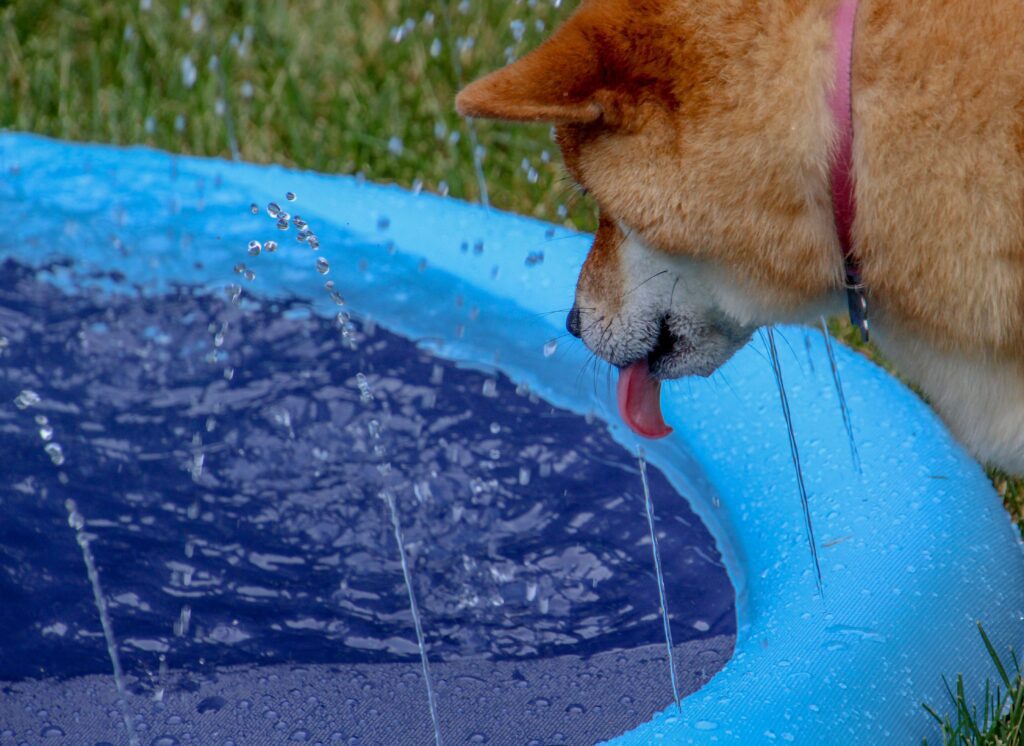 Hond drinkt uit hondenzwembadje met sproeiers.