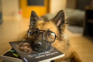 kennis-over-honden